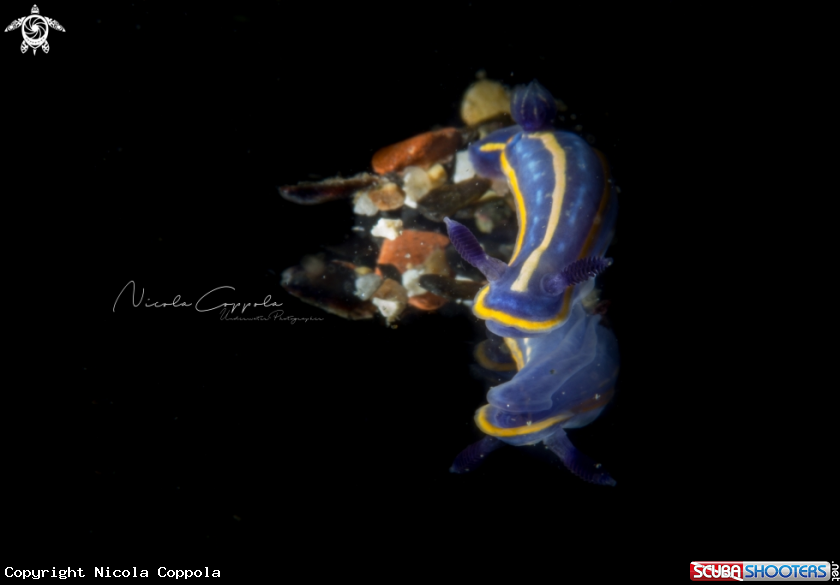 A Nudi