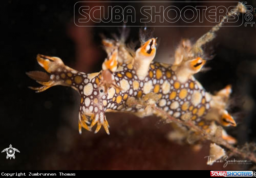 A Nudibranch 