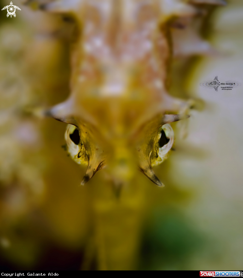 A Seahorse