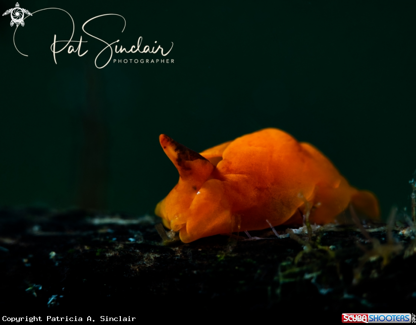 A Nudibranch