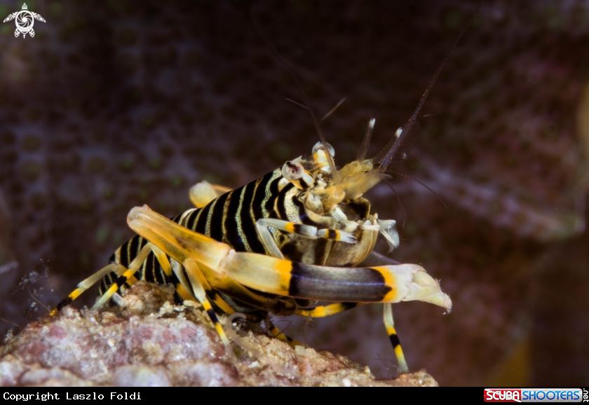 A bumblebee shrimp