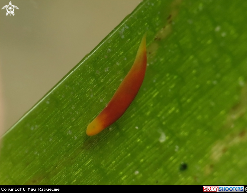 A Worm