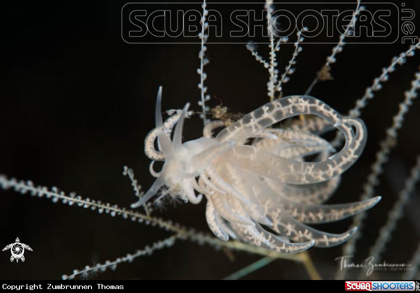 A Nudibranch 