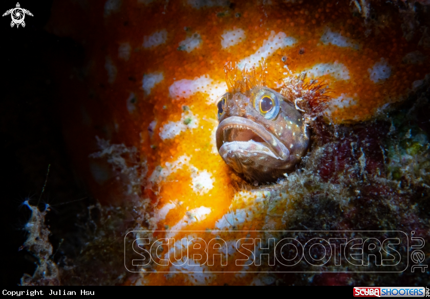 A Blenny fish