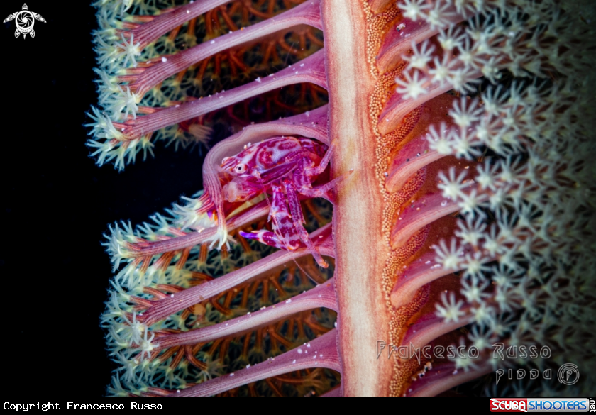 A Soft coral porcelain crab