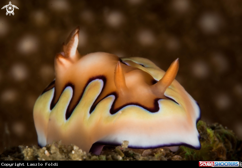 A Nudibranch