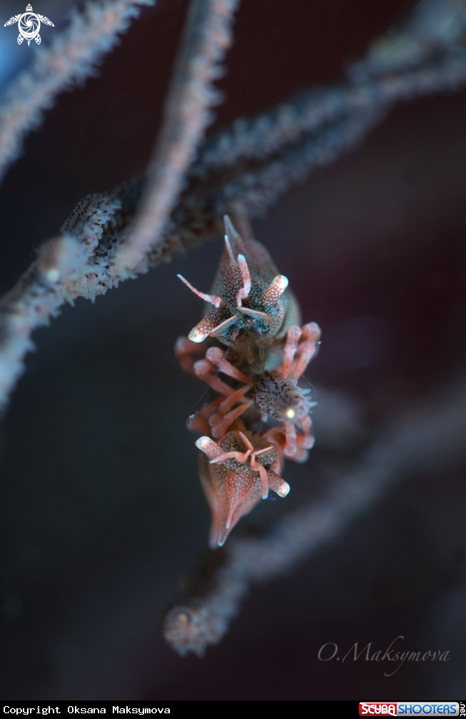 A  Two Dragon Shrimps (Miropandalus hardingi)
