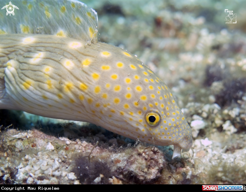 A Sharptail Eel