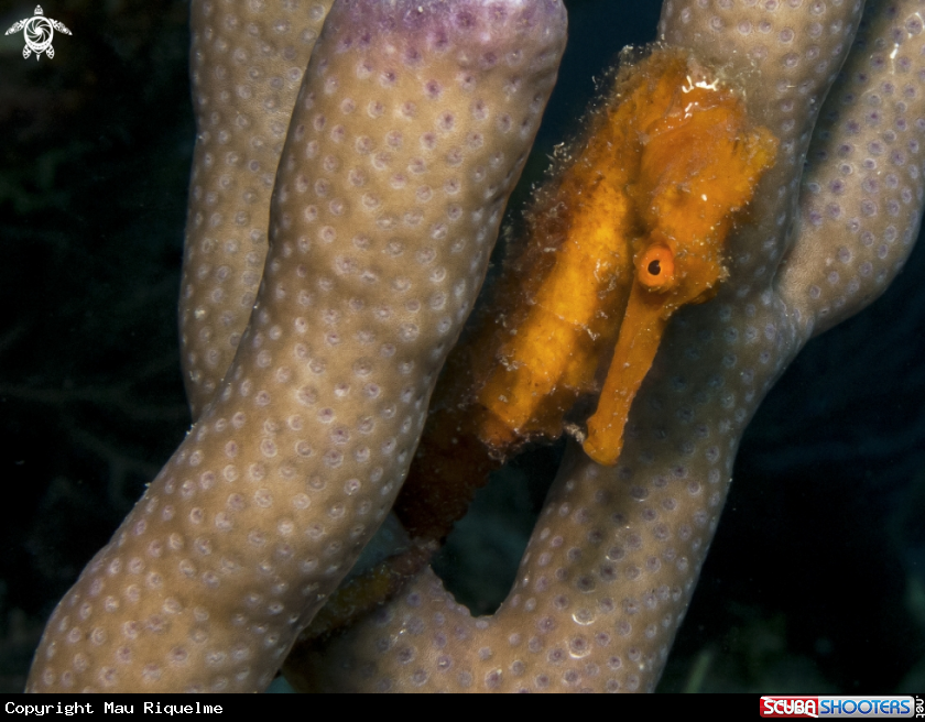 A Longsnout Seahorse