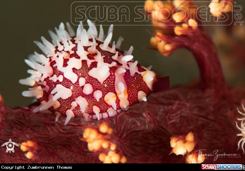 A Cowrie snail