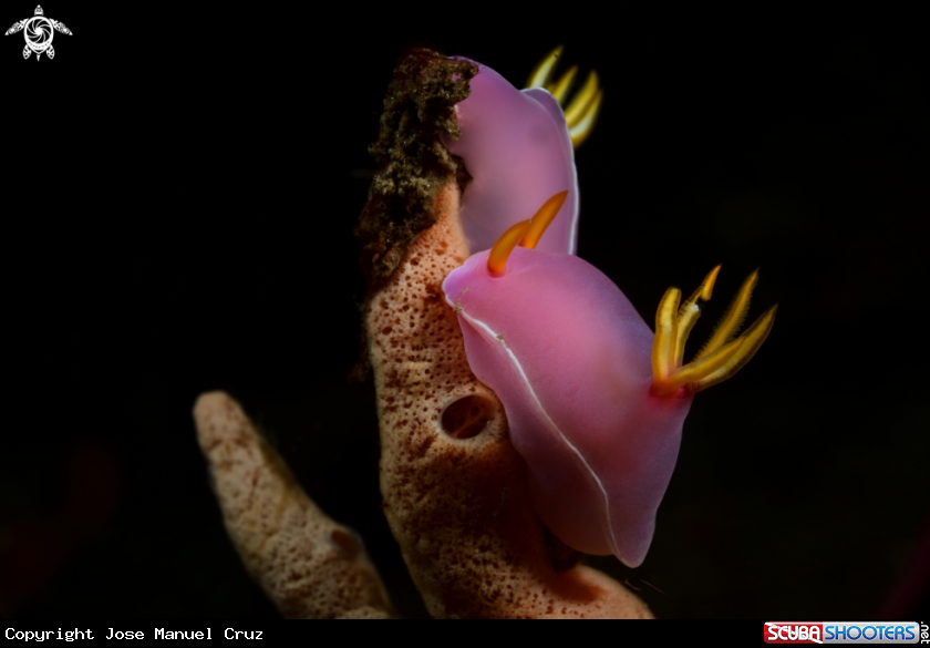 A Nudibranch