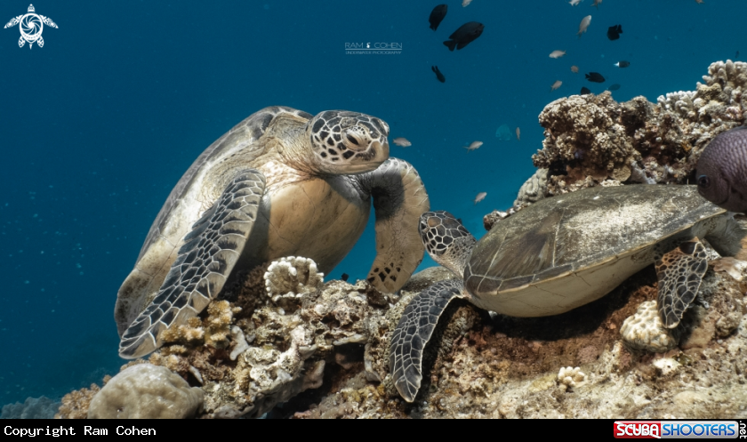 A Green sea turtle