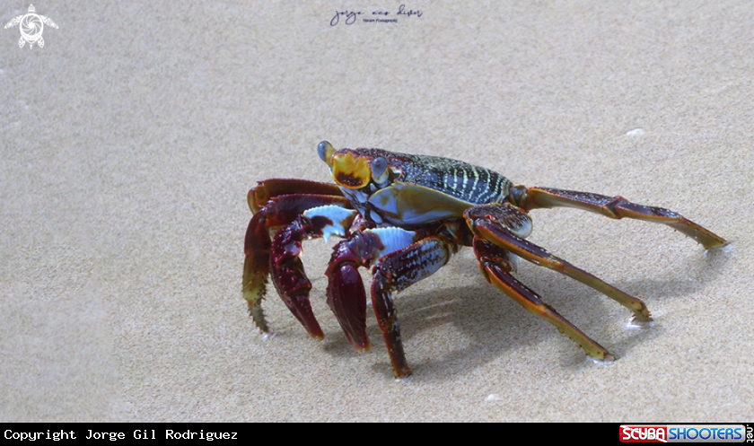 A Sally Lightfoot Crab