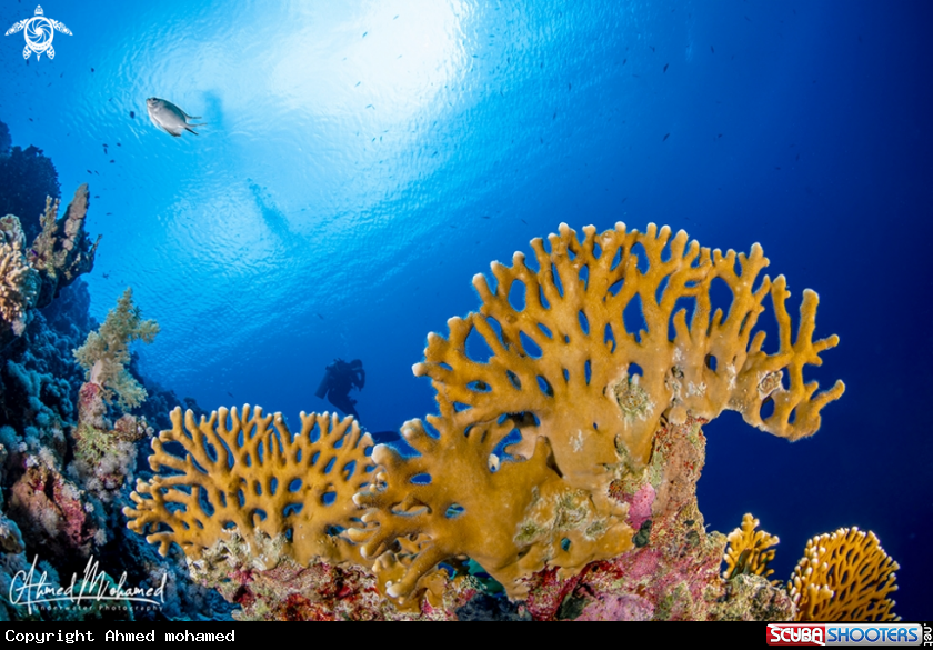 A Fire Coral 