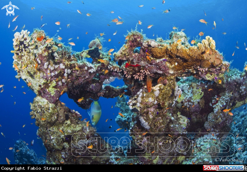 A underwater creature