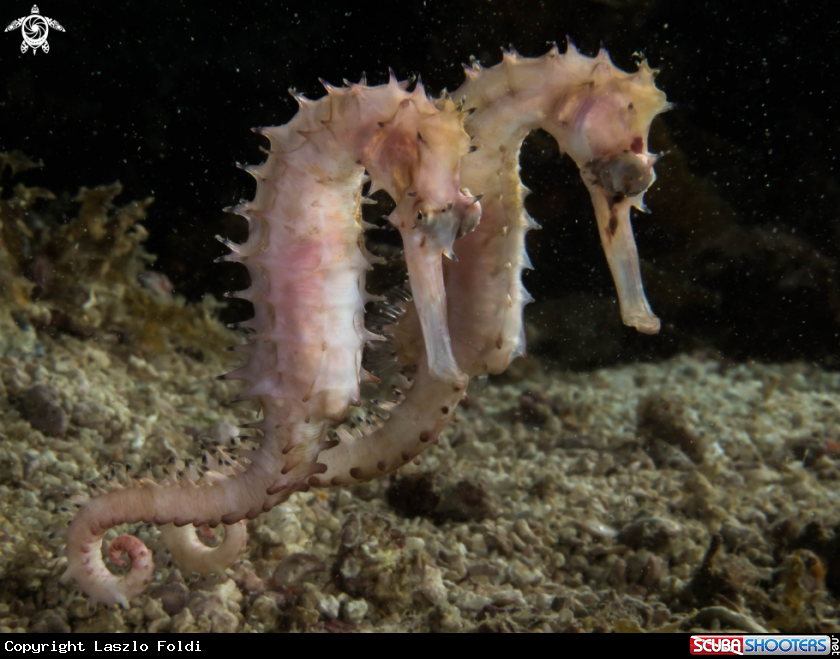 A Seahorse 