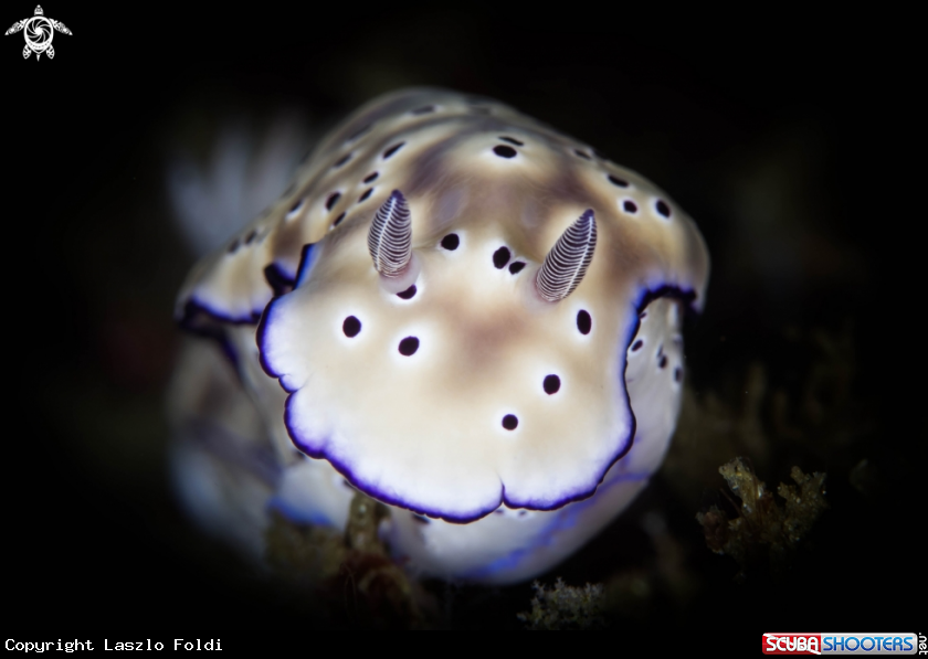 A Nudibranch