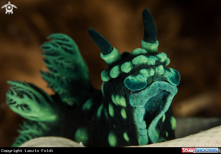 A Nudibranch