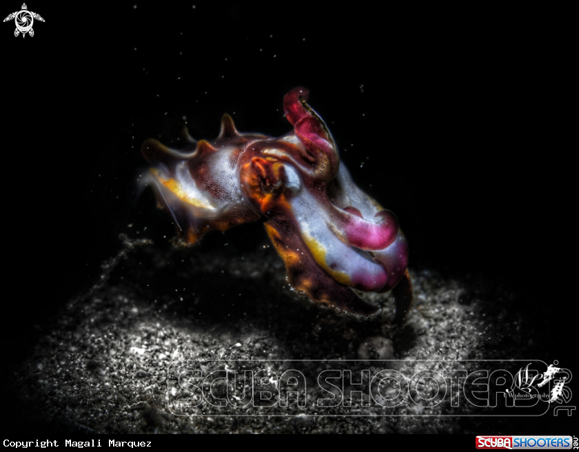 A Flamboyant cuttlefish 