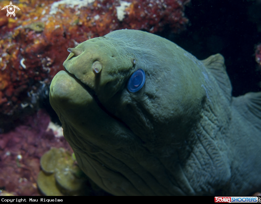 A Green Moray
