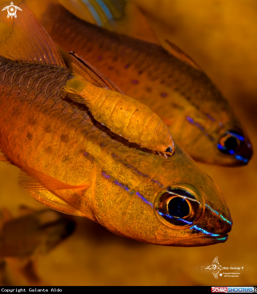 A Short Tooth Cardinalfish and Isopod Parasite.