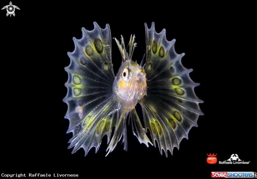 A Juvenile Lion fish