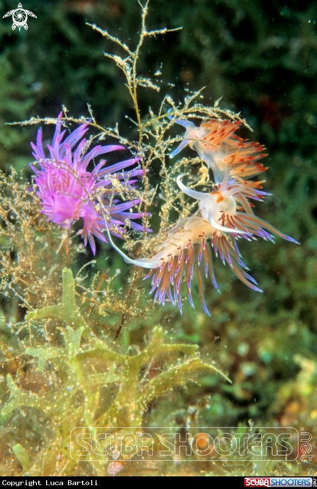 A nudibranch