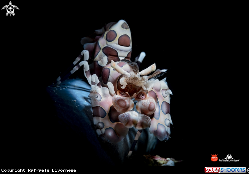 A Harlequin shrimp