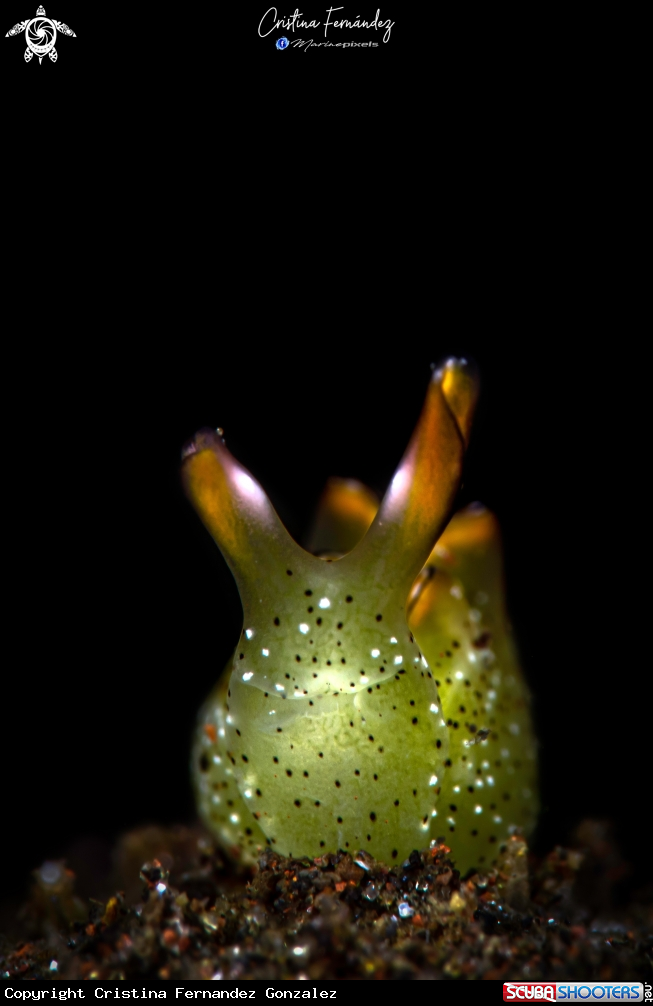 A Nudibranch
