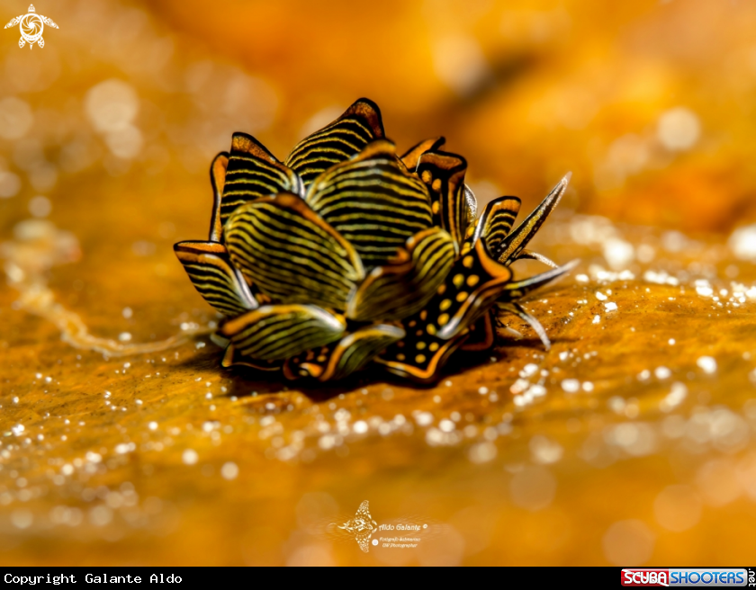 A Tiger Butterfly Seaslug