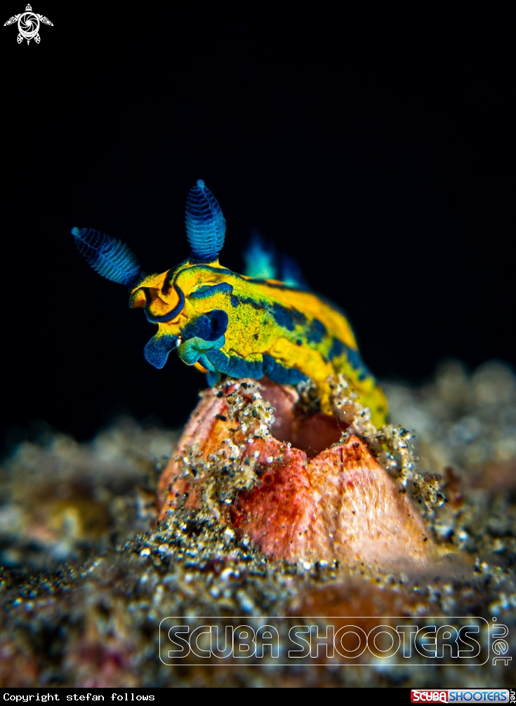 A Nudibranch