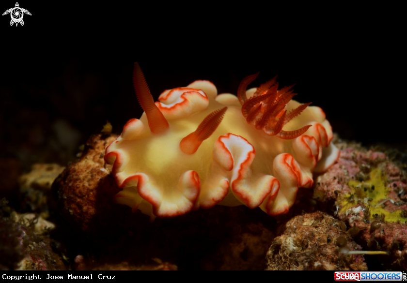 A Nudibranch