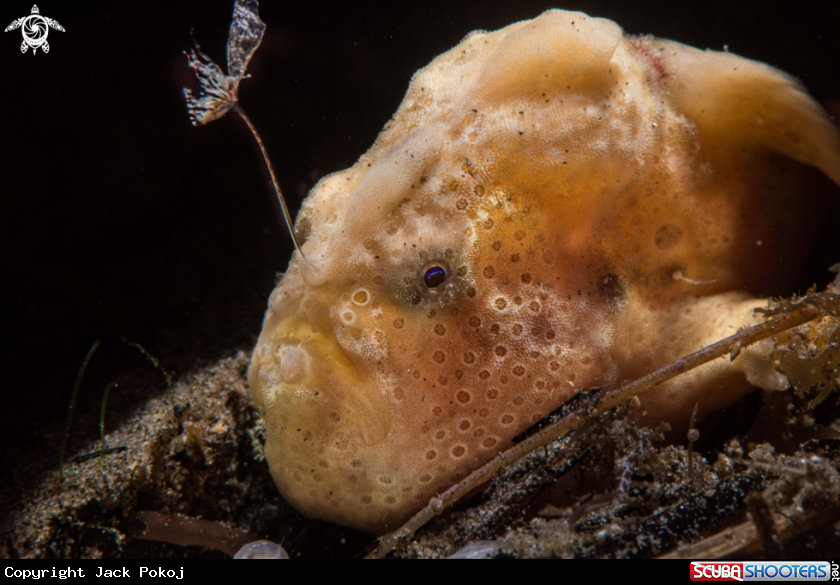 A Painted frogfish