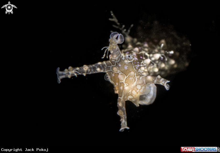 A Petalifera ramosa.