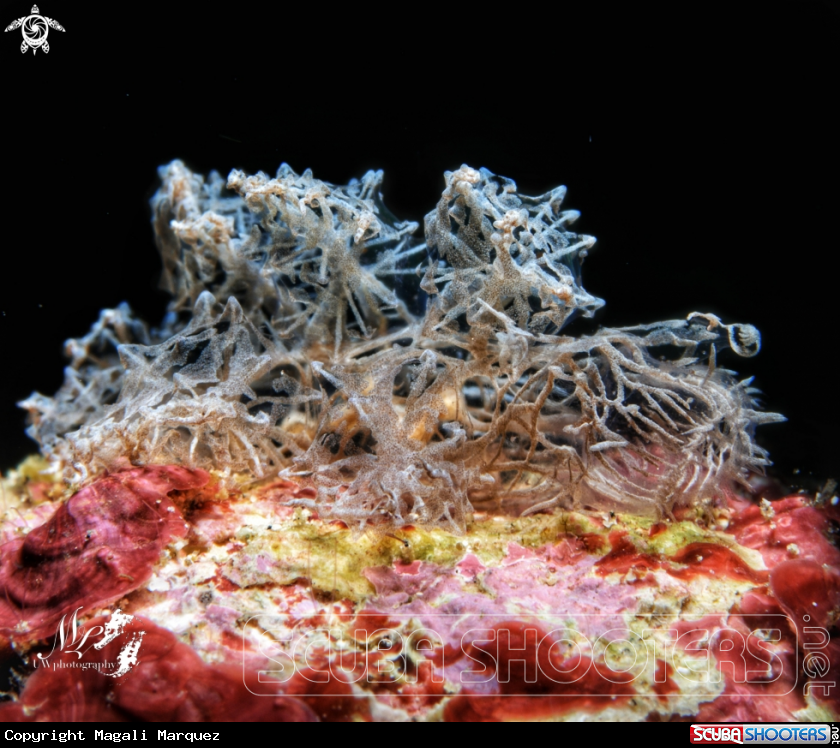 A Ghost nudibranch 