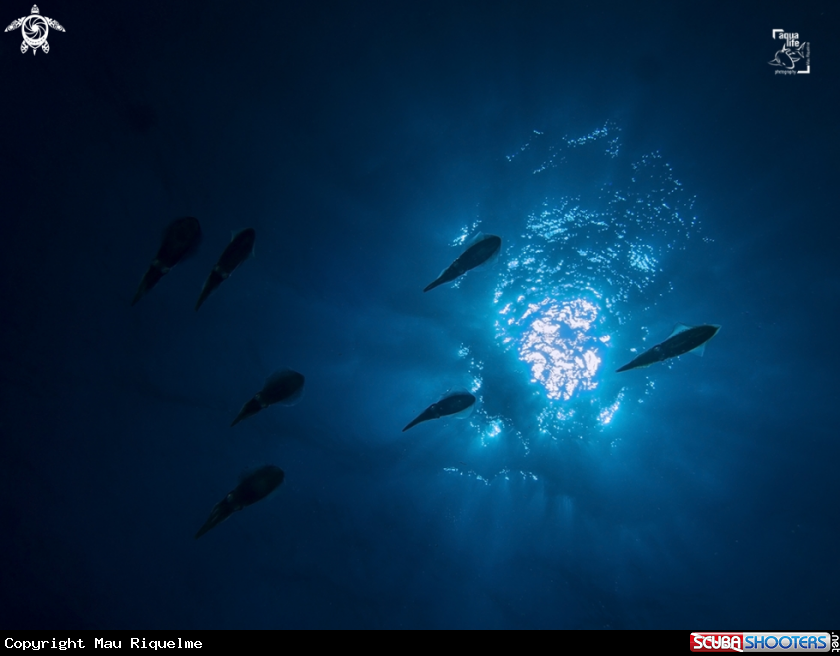 A Caribbean Reef Squid