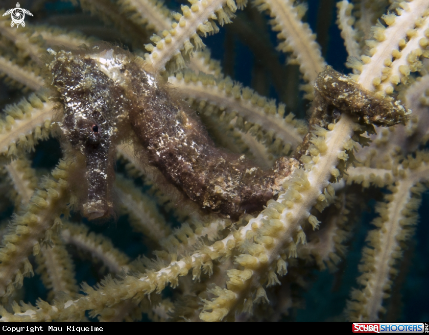 A Longsnout Seahorse
