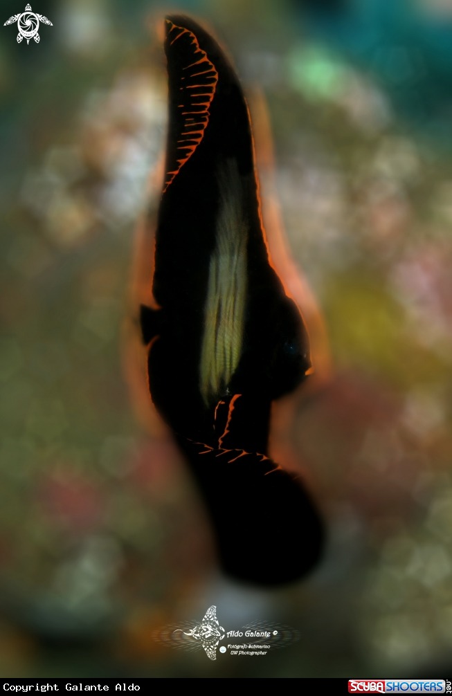 A Batfish Juvenil