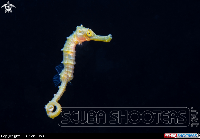 A Seahorse