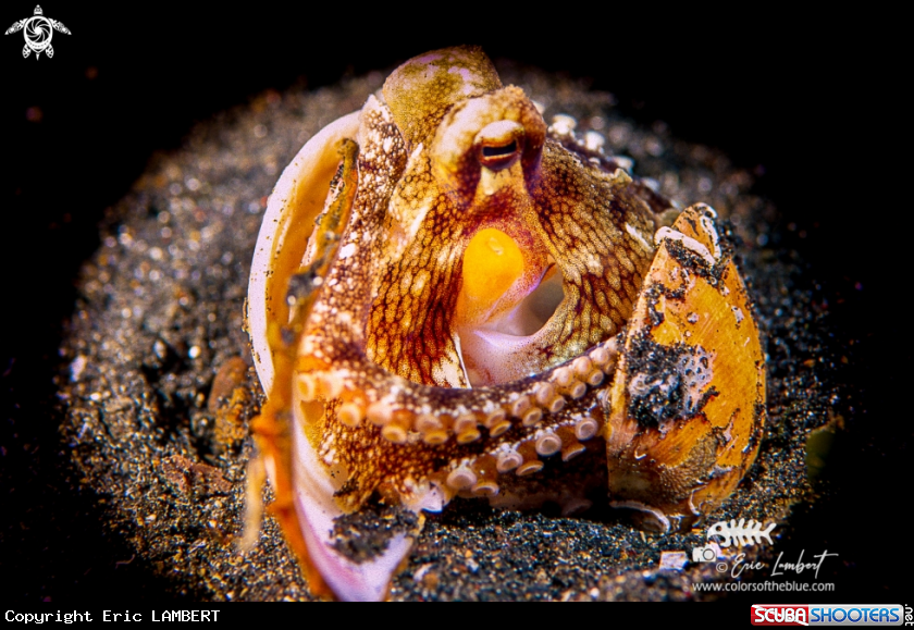A octopus