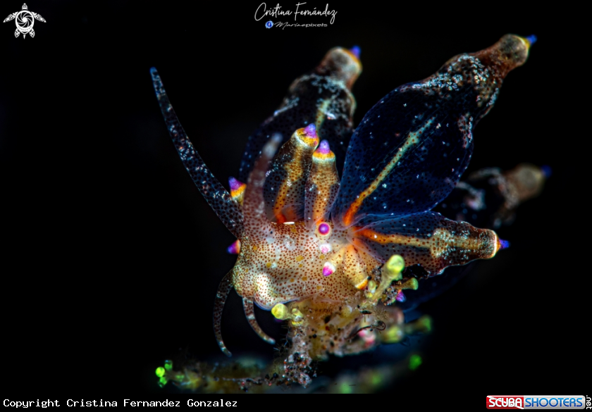 A Nudibranch