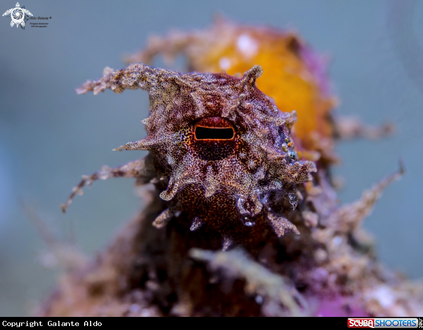 A Octopus