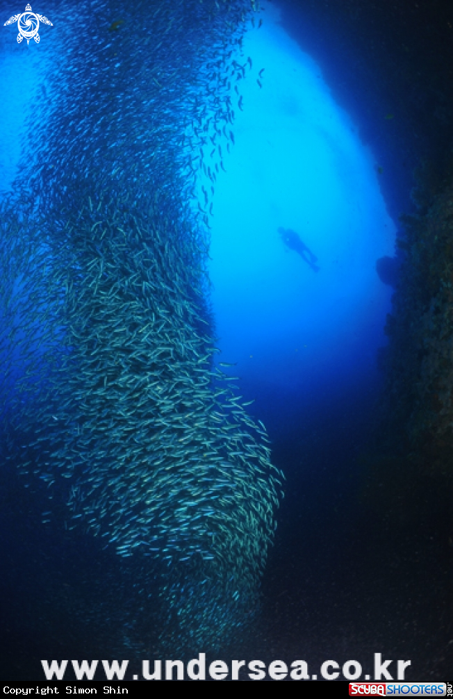 A underwater creature