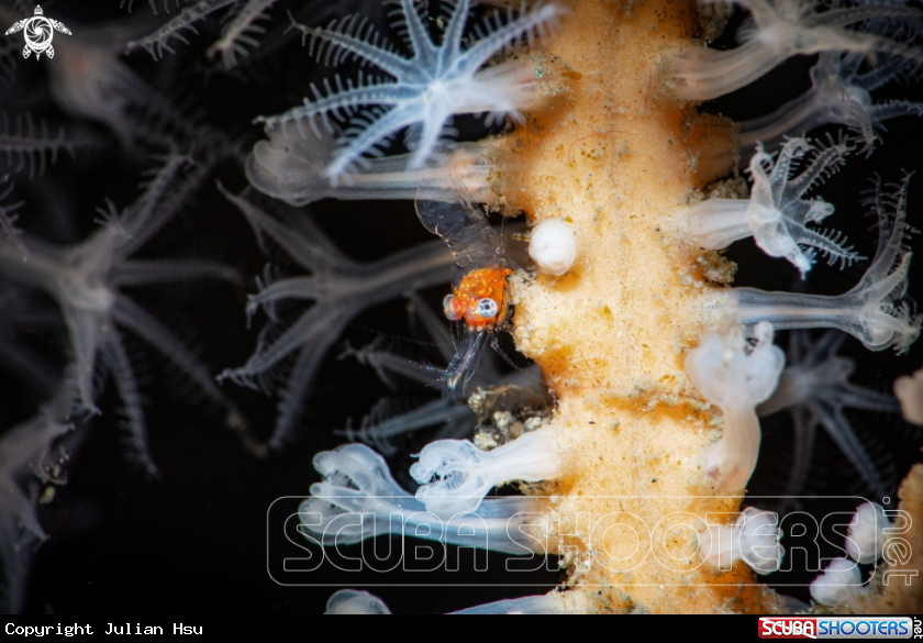 A Gorgonian Shrimp