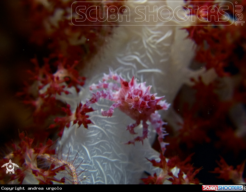 A Candy Crab