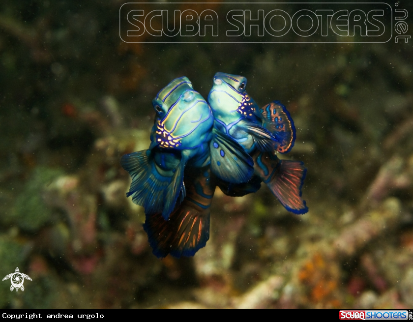 A Mandarin Fish