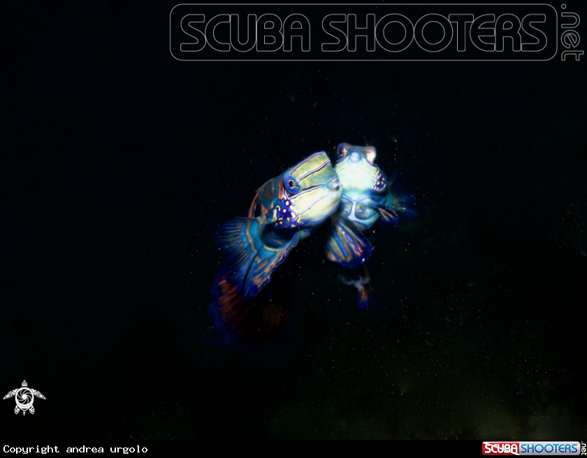 A Mandarin Fish
