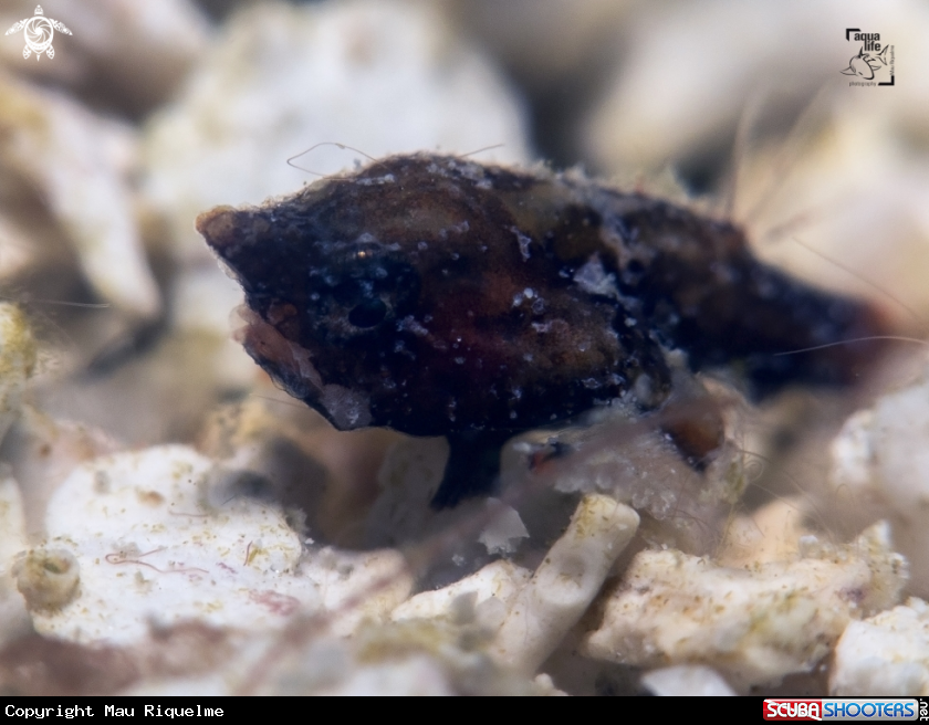 A Juvenile Shortnose Batfish