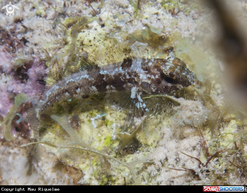 A Longfin Blenny