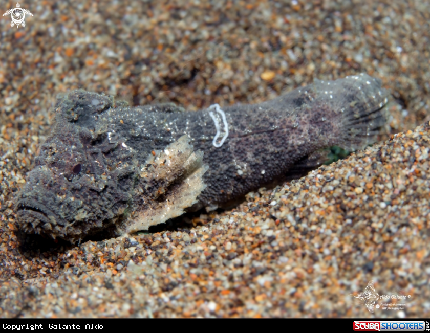 A Sulu Velvetfish
